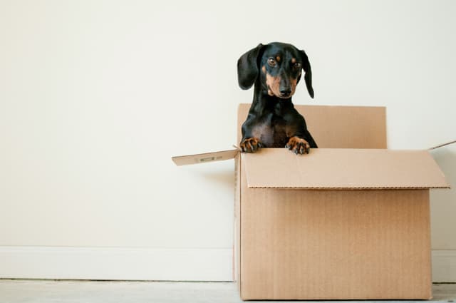 Un chien dans un carton, une photo d'Erda Estremera.